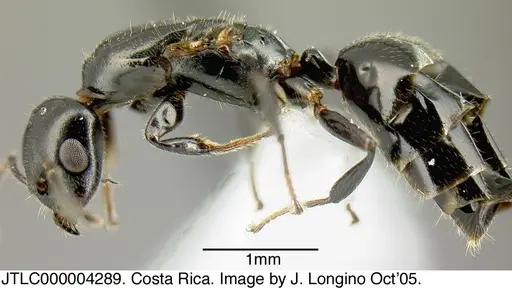 Myrmelachista zeledoni specimen JTLC000004289 image jtlc000004289_2