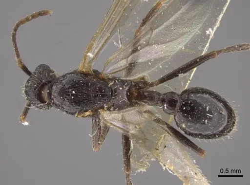 Myrmica ademonia specimen CASENT0917679 image casent0917679_1