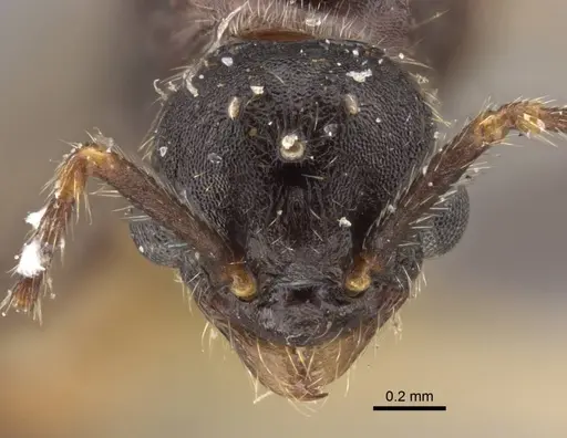 Myrmica ademonia specimen CASENT0917679 image casent0917679_2