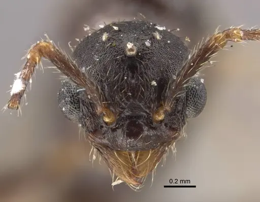 Myrmica ademonia specimen CASENT0917679 image casent0917679_3