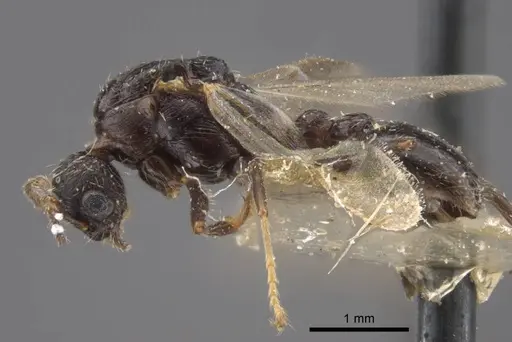 Myrmica ademonia specimen CASENT0917679 image casent0917679_4