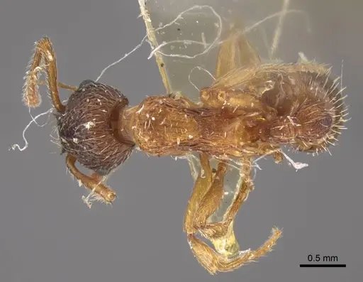 Myrmica ademonia specimen CASENT0917680 image casent0917680_1