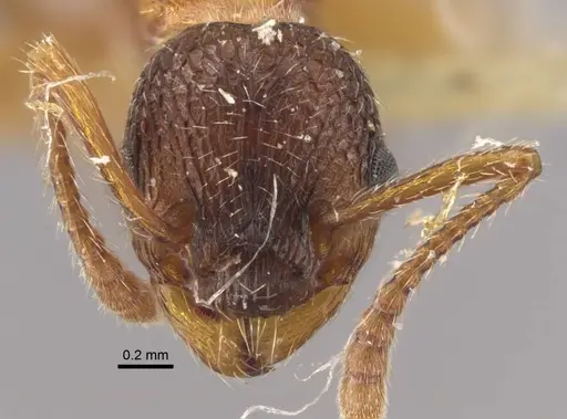 Myrmica ademonia specimen CASENT0917680 image casent0917680_2