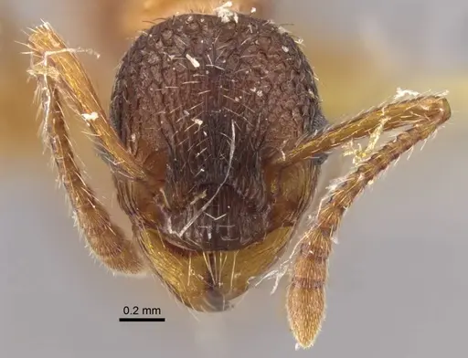 Myrmica ademonia specimen CASENT0917680 image casent0917680_3