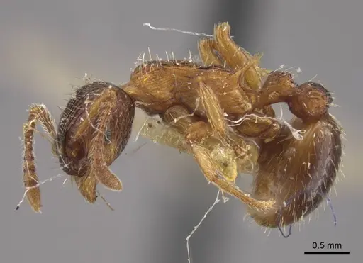 Myrmica ademonia specimen CASENT0917680 image casent0917680_4