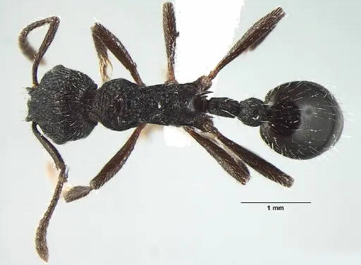 Myrmica adrijae specimen ANTWEB1008036 image antweb1008036_1
