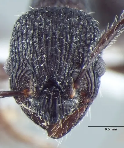 Myrmica adrijae specimen ANTWEB1008036 image antweb1008036_2