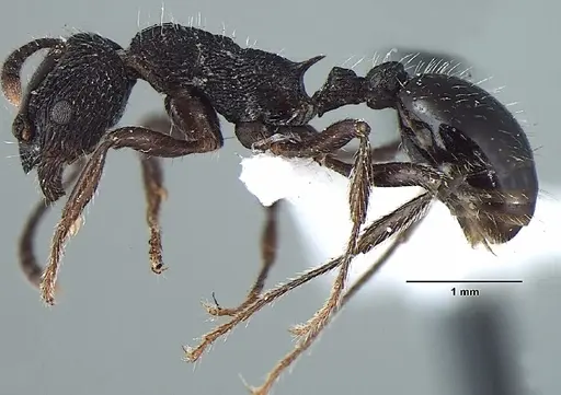 Myrmica adrijae specimen ANTWEB1008036 image antweb1008036_3