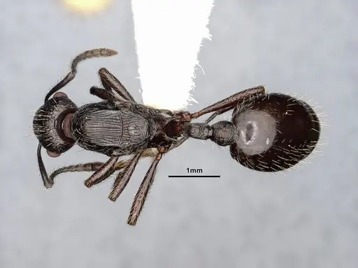 Myrmica aimonissabaudiae specimen CASENT0884251 image casent0884251_1