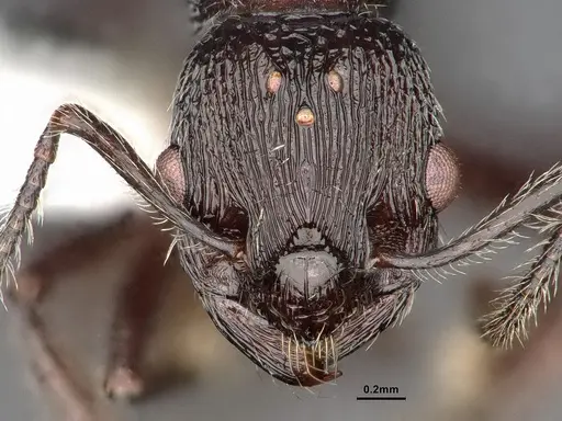 Myrmica aimonissabaudiae specimen CASENT0884251 image casent0884251_2