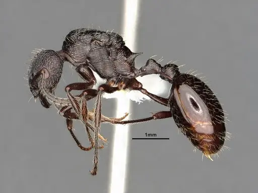 Myrmica aimonissabaudiae specimen CASENT0884251 image casent0884251_3