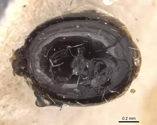 Myrmica aimonissabaudiae specimen CASENT0904554 image casent0904554_2