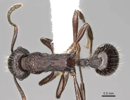 Myrmica aimonissabaudiae specimen CASENT0914069 image casent0914069_1