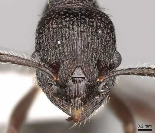 Myrmica aimonissabaudiae specimen CASENT0914069 image casent0914069_2