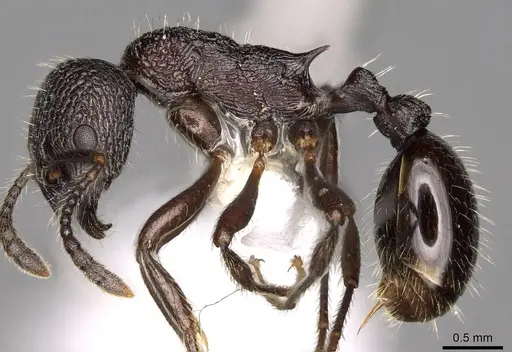 Myrmica aimonissabaudiae specimen CASENT0914069 image casent0914069_3