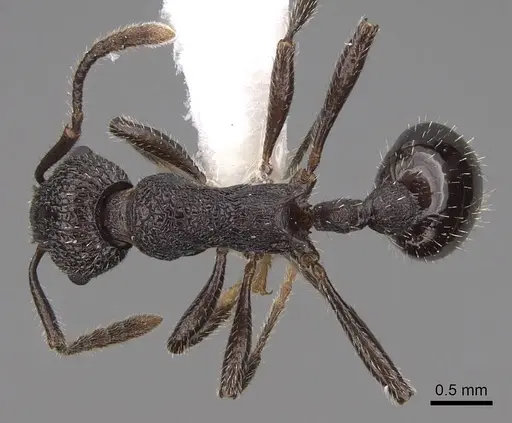 Myrmica aimonissabaudiae specimen CASENT0922778 image casent0922778_1