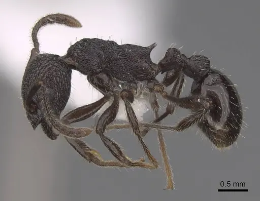 Myrmica aimonissabaudiae specimen CASENT0922778 image casent0922778_3