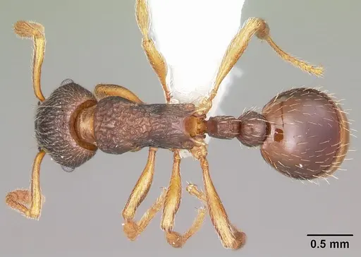 Myrmica alaskensis specimen CASENT0104830 image casent0104830_1