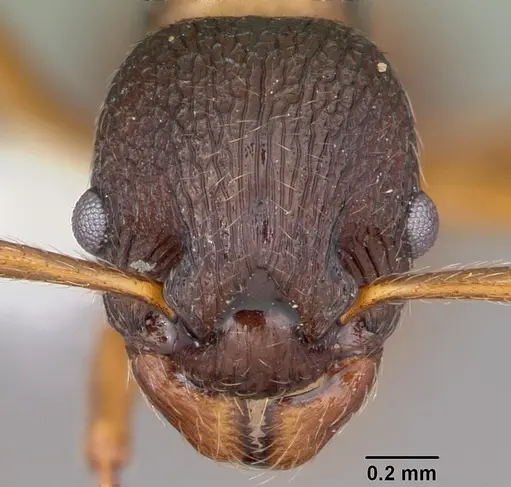 Myrmica alaskensis specimen CASENT0104830 image casent0104830_2