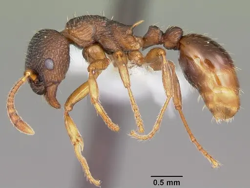 Myrmica alaskensis specimen CASENT0104830 image casent0104830_3