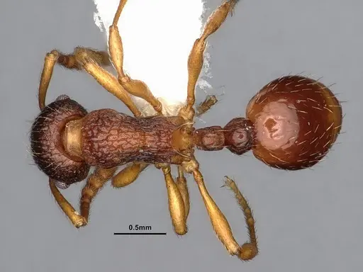 Myrmica alaskensis specimen CASENT0884255 image casent0884255_1