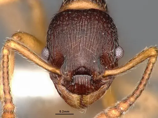 Myrmica alaskensis specimen CASENT0884255 image casent0884255_2