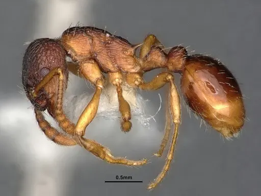 Myrmica alaskensis specimen CASENT0884255 image casent0884255_3