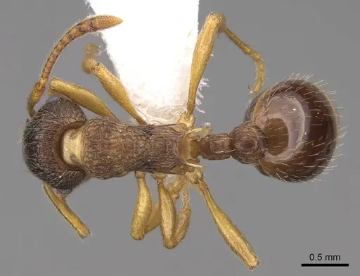 Myrmica alaskensis specimen CASENT0922743 image casent0922743_1