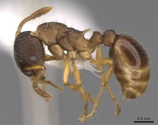 Myrmica alaskensis specimen CASENT0922743 image casent0922743_3