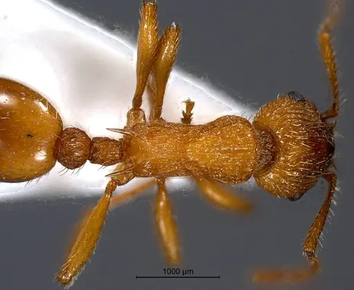 Myrmica aloba specimen ANTWEB1008455 image antweb1008455_1