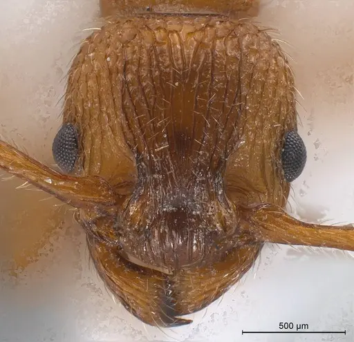 Myrmica aloba specimen ANTWEB1008455 image antweb1008455_3