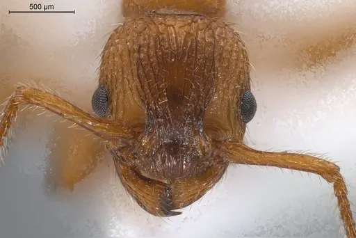 Myrmica aloba specimen ANTWEB1008455 image antweb1008455_4