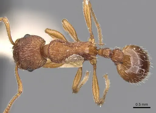 Myrmica aloba specimen CASENT0280820 image casent0280820_1