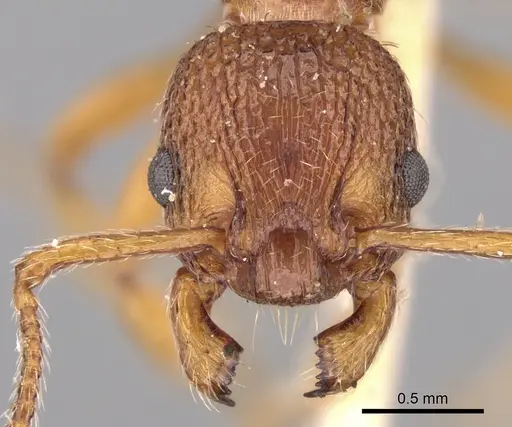 Myrmica aloba specimen CASENT0280820 image casent0280820_2