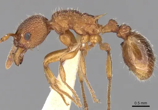 Myrmica aloba specimen CASENT0280820 image casent0280820_3