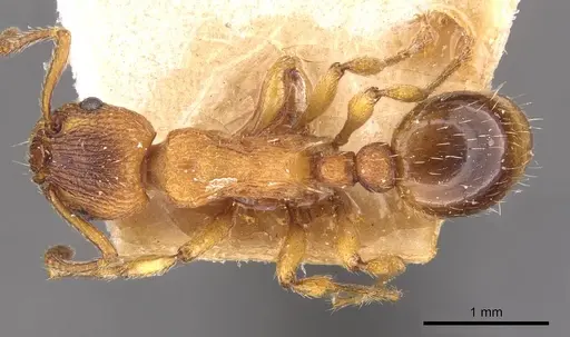 Myrmica aloba specimen CASENT0907652 image casent0907652_1