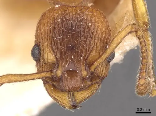 Myrmica aloba specimen CASENT0907652 image casent0907652_2