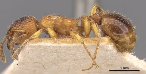 Myrmica aloba specimen CASENT0907652 image casent0907652_3
