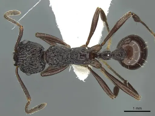 Myrmica alperti specimen CASENT0913061 image casent0913061_1