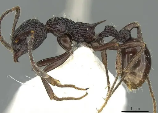 Myrmica alperti specimen CASENT0913061 image casent0913061_3