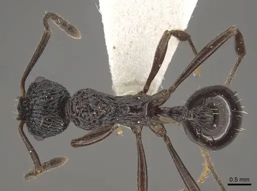 Myrmica alperti specimen CASENT0917723 image casent0917723_1