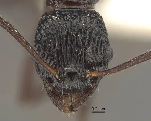 Myrmica alperti specimen CASENT0917723 image casent0917723_2
