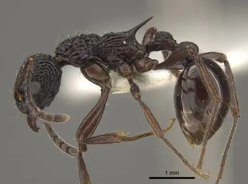 Myrmica alperti specimen CASENT0917723 image casent0917723_4
