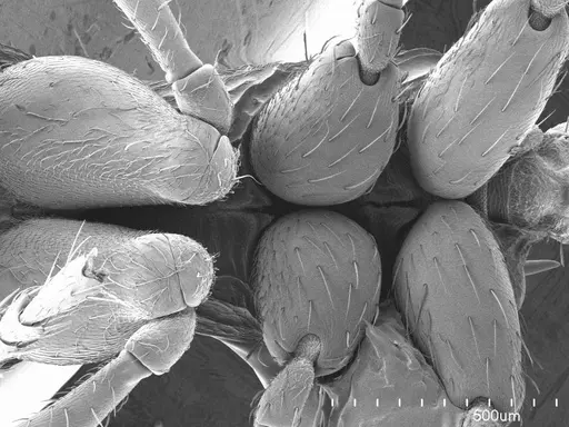 Myrmica americana specimen ANTWEB1008553 image antweb1008553_1