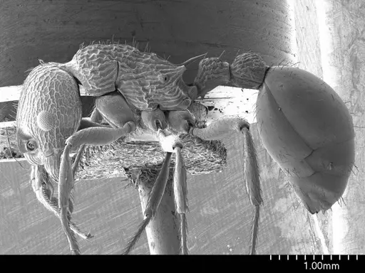 Myrmica americana specimen ANTWEB1008553 image antweb1008553_3