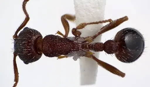 Myrmica americana specimen ANTWEB1041601 image antweb1041601_1