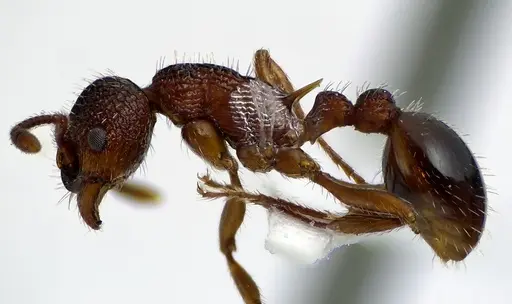 Myrmica americana specimen ANTWEB1041601 image antweb1041601_3