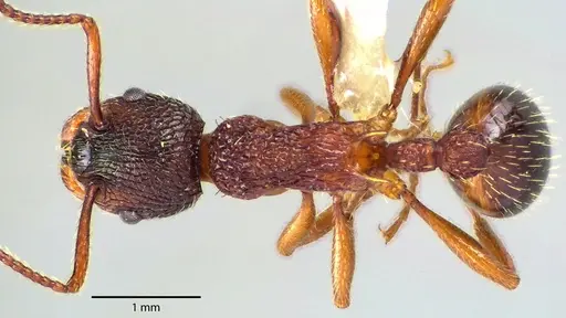 Myrmica americana specimen ANTWEB1041724 image antweb1041724_1