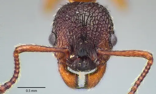 Myrmica americana specimen ANTWEB1041724 image antweb1041724_2