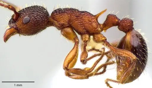 Myrmica americana specimen ANTWEB1041724 image antweb1041724_3